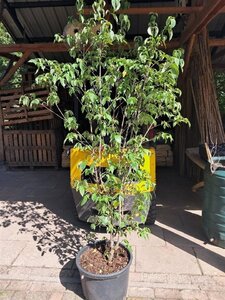 Cornus kousa chinensis 200-250 cm container meerstammig - afbeelding 8