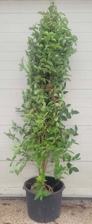 Cornus kousa chinensis 200-250 cm container meerstammig - afbeelding 3