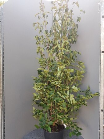 Cornus kousa chinensis 200-250 cm container meerstammig - afbeelding 4