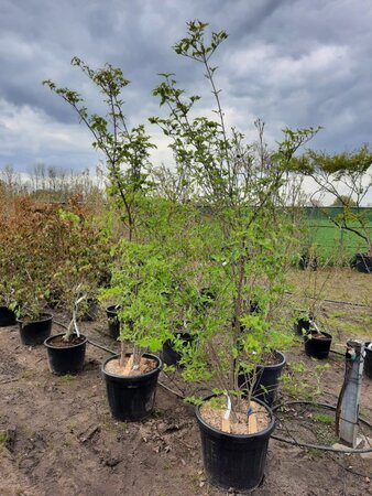 Cornus kousa chinensis 200-250 cm container meerstammig - afbeelding 5