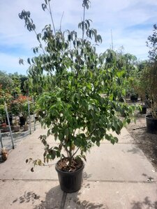 Cornus kousa chinensis 200-250 cm container multi-stem