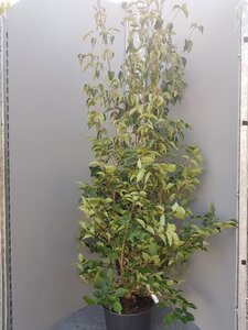 Cornus kousa chinensis 200-250 cm container multi-stem - image 4