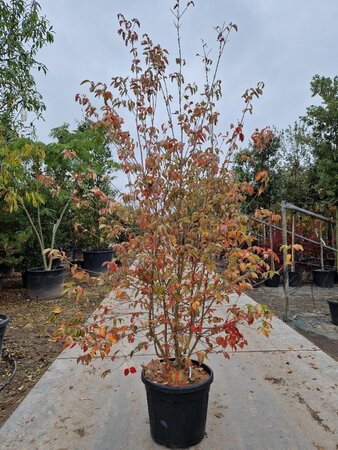 Cornus kousa chinensis 200-250 cm container multi-stem - image 9