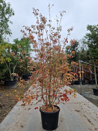 Cornus kousa chinensis 200-250 cm container multi-stem - image 7