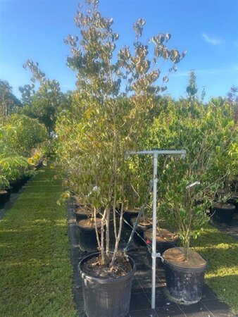 Cornus kousa chinensis 225-275 cm cont. 70L meerstammig