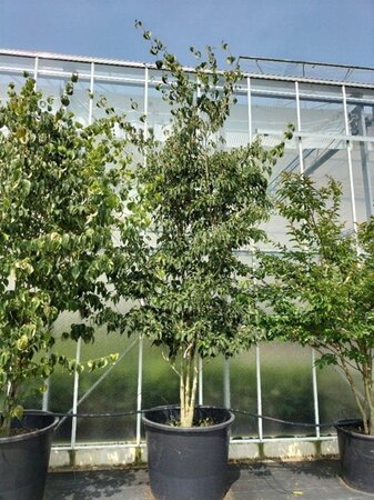 Cornus kousa chinensis 350-400 cm container meerstammig - afbeelding 2