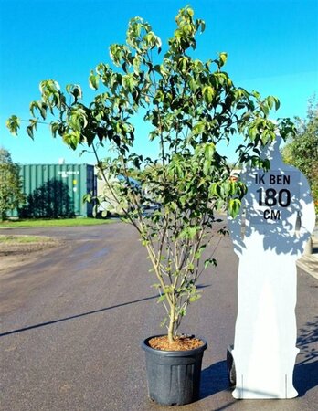 Cornus k. 'Milky Way' 150-175 cm container meerstammig - afbeelding 1