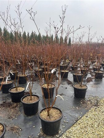 Cornus k. 'Milky Way' 150-175 cm container meerstammig - afbeelding 2