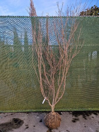 Cornus k. 'Milky Way' 200-250 cm draadkluit meerstammig - afbeelding 1