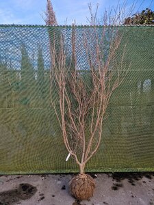 Cornus k. 'Milky Way' 200-250 cm draadkluit meerstammig