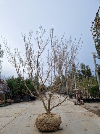 Cornus k. 'Milky Way' 200-250 cm draadkluit meerstammig - afbeelding 2