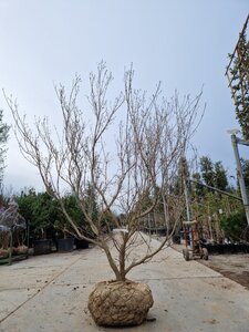 Cornus k. 'Milky Way' 200-250 cm draadkluit meerstammig - afbeelding 2