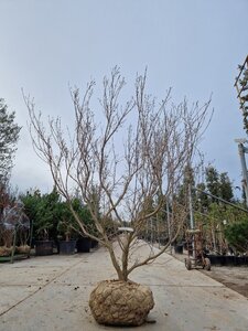 Cornus k. 'Milky Way' 200-250 cm draadkluit meerstammig - afbeelding 3