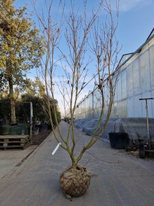 Cornus k. 'Milky Way' 200-250 cm draadkluit meerstammig - afbeelding 4