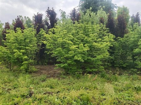 Cornus k. 'Milky Way' 300-350 cm draadkluit meerstammig solitair