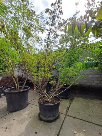 Cornus k. 'Milky Way' 350-400 cm container meerstammig