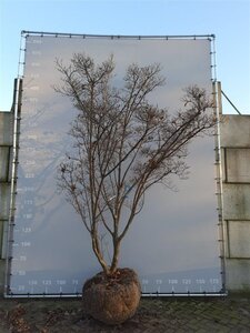 Cornus k. 'Milky Way' 400-500 cm draadkluit meerstammig