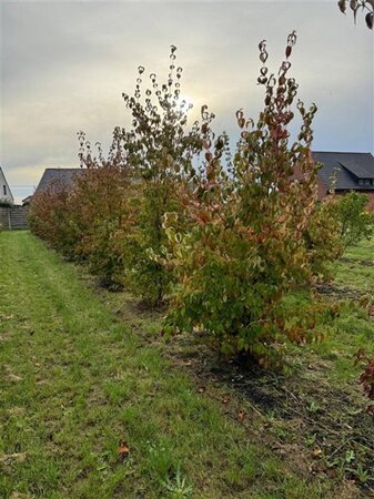 Cornus kousa 250-300 cm draadkluit meerstammig - afbeelding 3