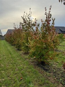 Cornus kousa 250-300 cm draadkluit meerstammig - afbeelding 3