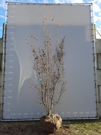 Cornus kousa 250-300 cm draadkluit meerstammig