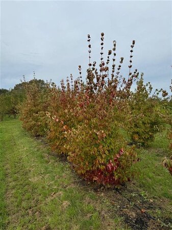 Cornus kousa 250-300 cm draadkluit meerstammig - afbeelding 5