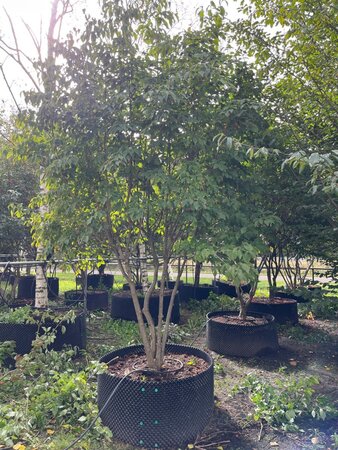 Cornus kousa 400-500 cm draadkluit meerstammig - afbeelding 2
