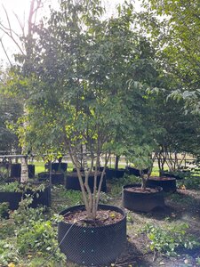 Cornus kousa 400-500 cm draadkluit meerstammig - afbeelding 2