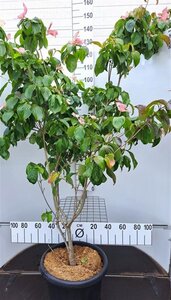 Cornus k. 'Satomi' 125-150 cm cont. 30L meerstammig