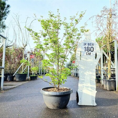 Cornus k. 'Satomi' 175-200 cm container meerstammig paraplu - afbeelding 1