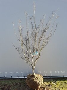 Cornus k. 'Satomi' 175-200 cm container meerstammig paraplu