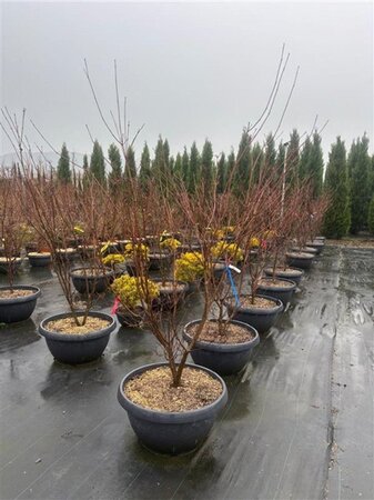 Cornus k. 'Satomi' 175-200 cm container meerstammig paraplu - afbeelding 2