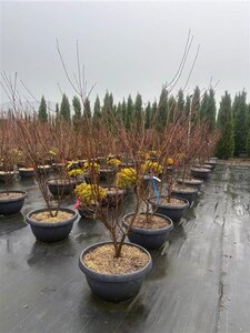 Cornus k. 'Satomi' 175-200 cm container meerstammig paraplu - afbeelding 2
