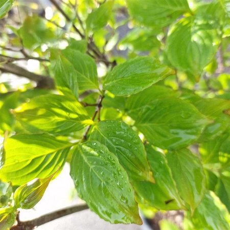Cornus k. 'Satomi' 175-200 cm container meerstammig paraplu - afbeelding 3