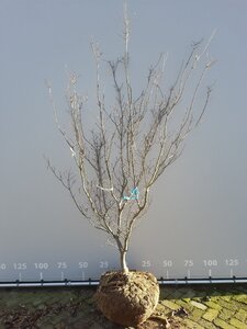 Cornus k. 'Satomi' 175-200 cm draadkluit meerstammig