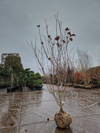 Cornus k. 'Satomi' 175-200 cm draadkluit meerstammig - afbeelding 3