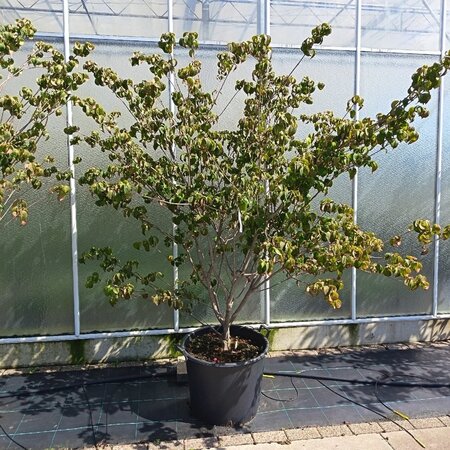 Cornus k. 'Satomi' 200-250 cm container meerstammig - afbeelding 2
