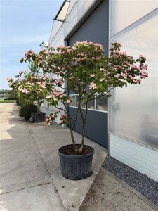 Cornus k. 'Satomi' 200-250 cm container multi-stem - image 2