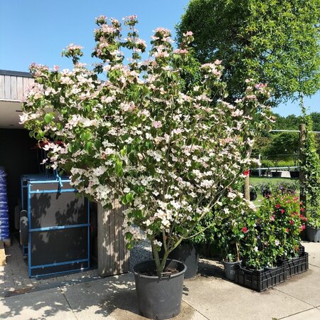 Cornus k. 'Satomi' 200-250 cm container multi-stem - image 1