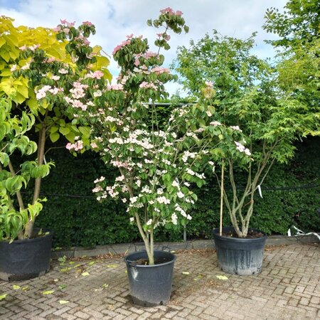 Cornus k. 'Satomi' 200-250 cm container multi-stem - image 4