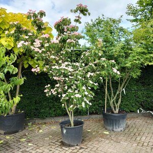 Cornus k. 'Satomi' 200-250 cm container multi-stem - image 4