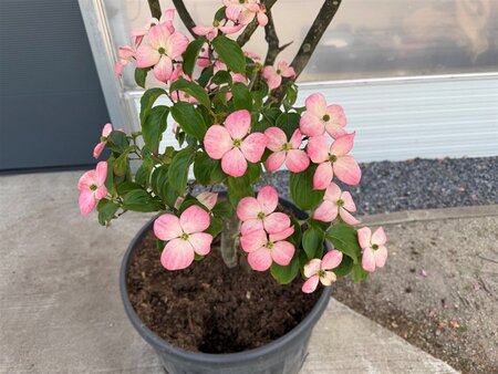 Cornus k. 'Satomi' 200-250 cm container multi-stem - image 3