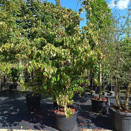 Cornus k. 'Teutonia' 200-250 cm container meerstammig