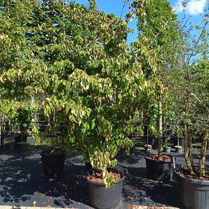 Cornus k. 'Teutonia' 200-250 cm container meerstammig