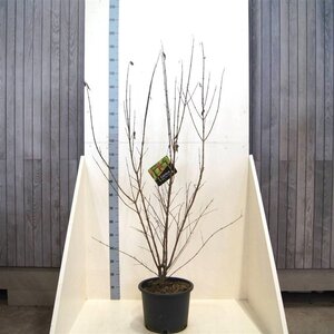 Cornus mas 150-175 cm cont. 20L meerstammig