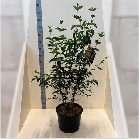 Cornus mas 150-175 cm cont. 20L meerstammig