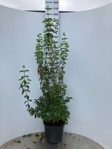 Cornus mas 150-175 cm cont. 45L multi-stem