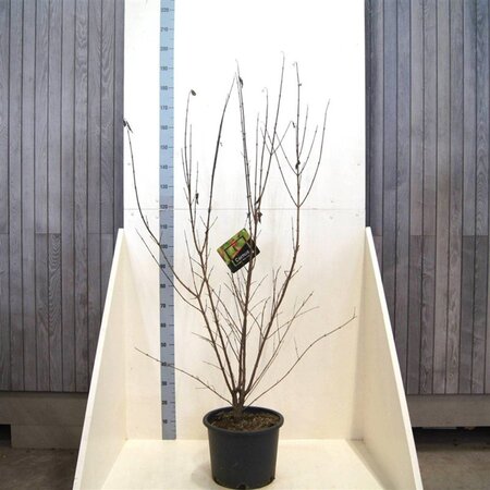 Cornus mas 175-200 cm cont. 20L meerstammig - afbeelding 2