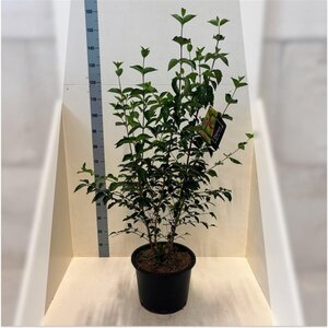 Cornus mas 175-200 cm cont. 20L meerstammig