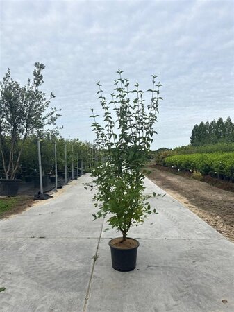 Cornus mas 175-200 cm cont. 20L meerstammig - afbeelding 2