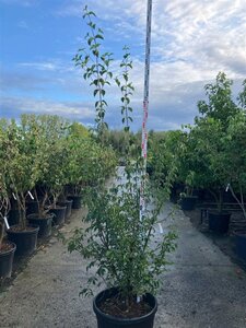 Cornus mas 200-225 cm cont. 90L meerstammig - afbeelding 2